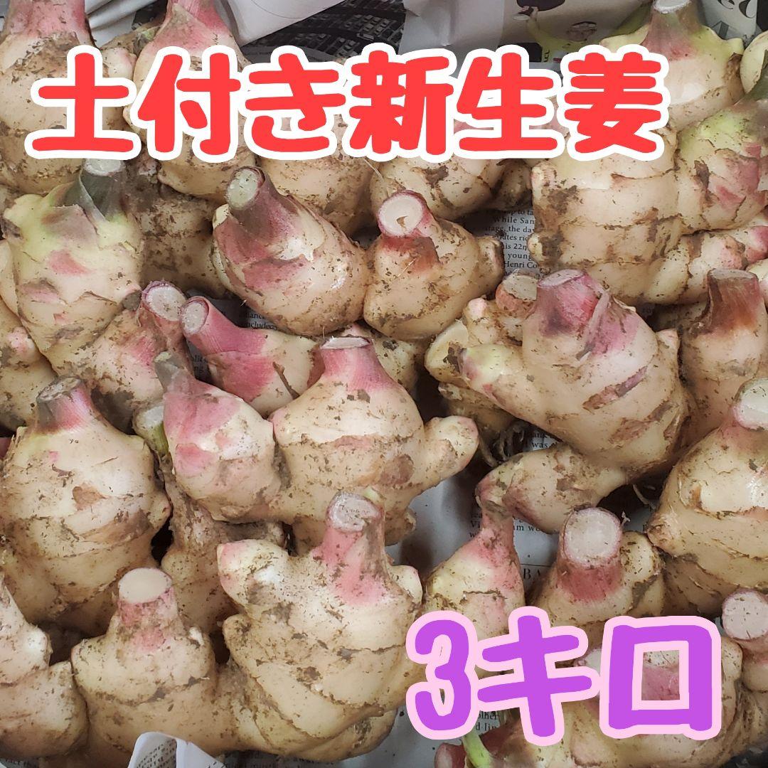 高知県産 土付き新生姜3kg