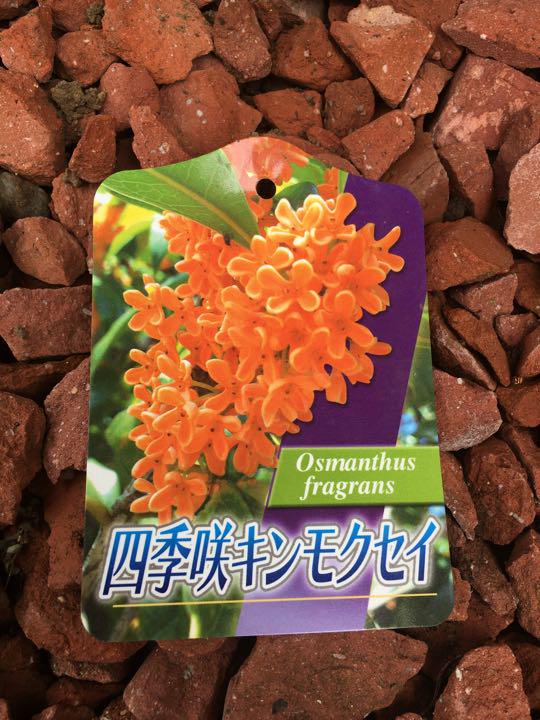 6 四季咲き キンモクセイ 金木犀 苗木 花木 苗 メルカリ 6 四季咲き キンモクセイ 金木犀 苗木 花木 苗 メルカリ