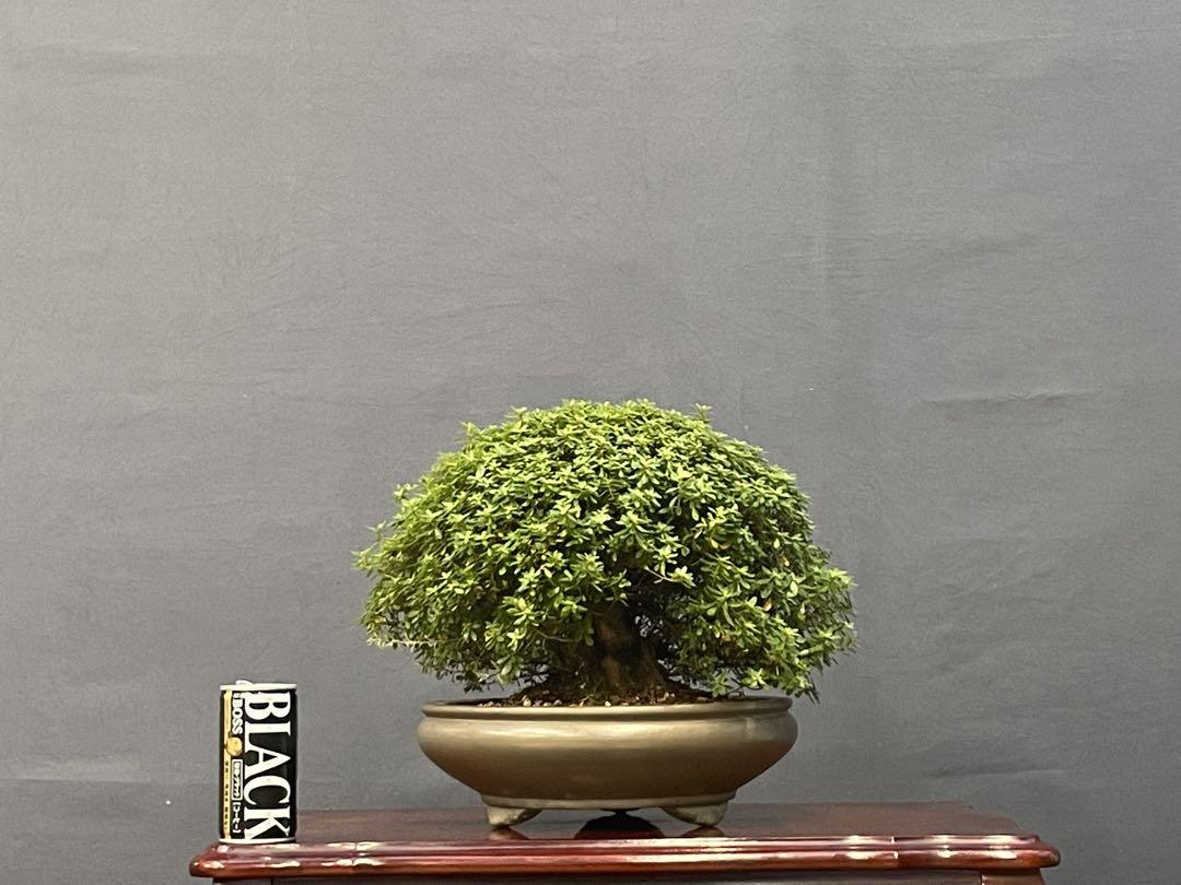 三河盆栽　早乙女　盆栽