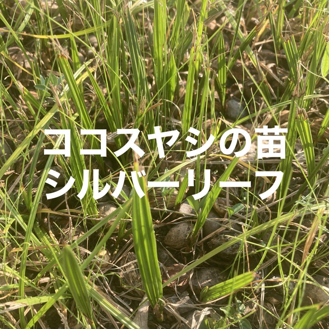 保障できる Jap-rod様専用♡ココスヤシの苗 - channa.id