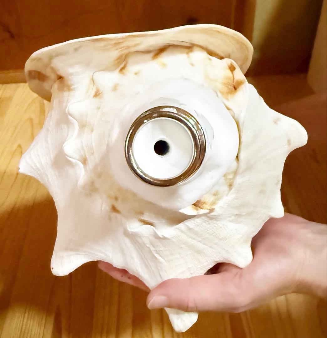 ほら貝 ホラガイ新品、♥