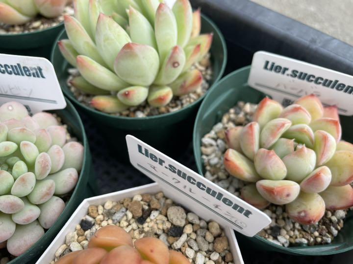 リエール　エケベリアなどセット　全て難あり　多肉植物