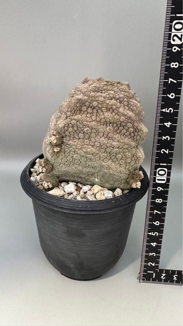 2022春夏新色 最新!Newタイプ プセウドリトス クビフォルミス②