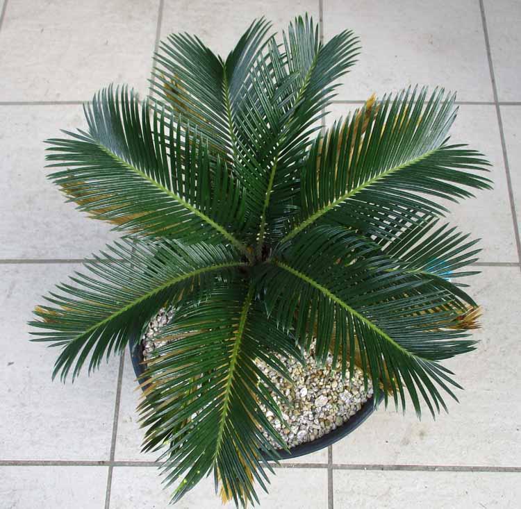 宝石のような観葉植物のお店 【Jewelry Plant】 キンカンソテツ