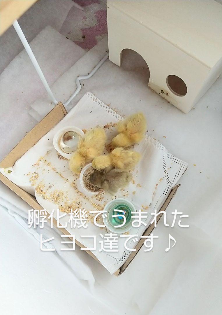自動 人口 孵化 孵卵機 インキュベーター 動作品 手動転卵 自由研究等に♪ 自動 人口 孵化 孵卵機 インキュベーター 動作品 手動転卵 自由研究等に♪