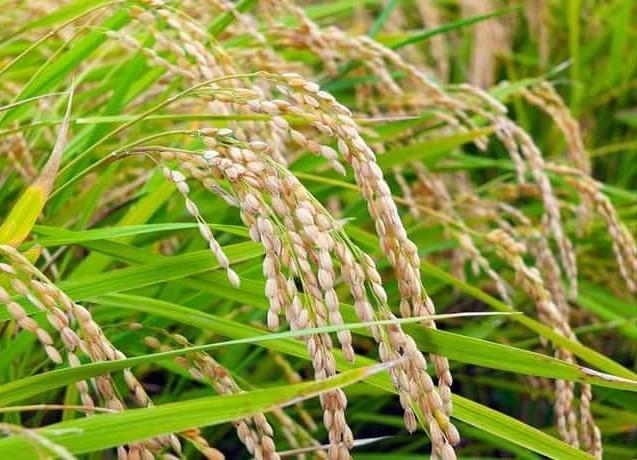 玄米10ｋｇ　自慢のお米　きぬむすめ　令和6年度米