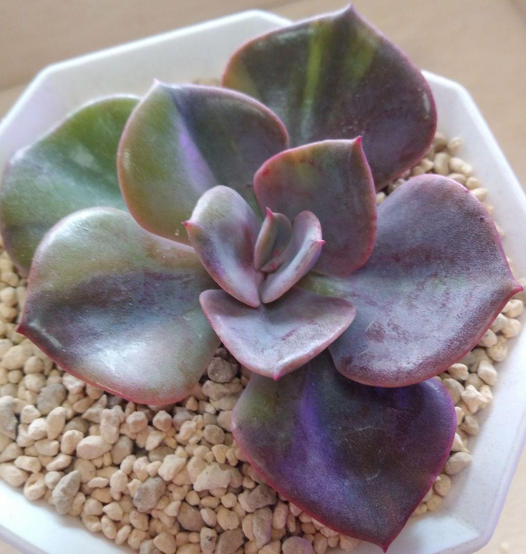 多肉植物 ダスティローズ錦 カット苗