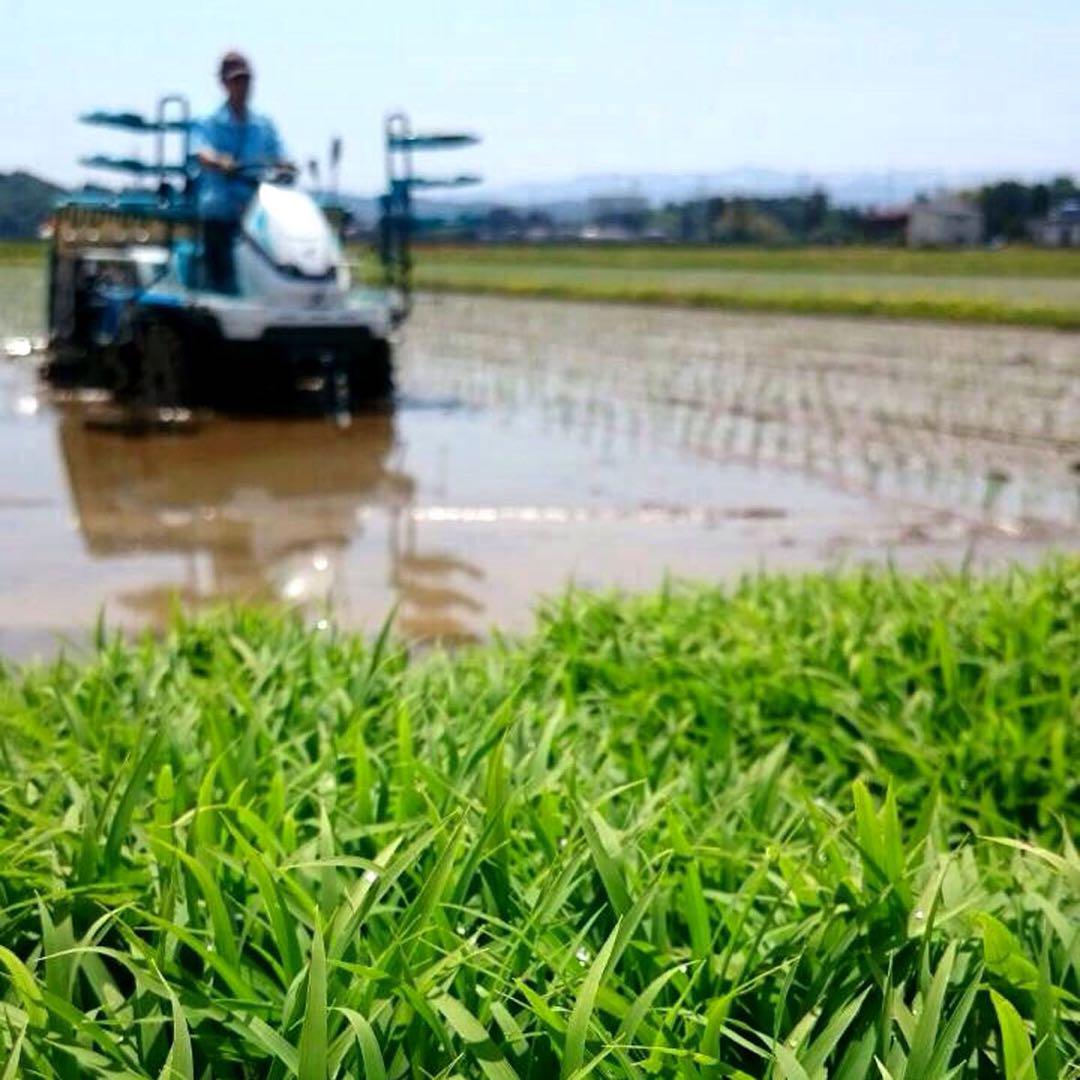 新米・令和6年産　白米　新潟新之助　30kg（5kg×6）精米無料★農家直送02