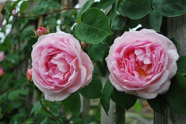 コンスタンススプライ　6号スリット　ER　芽接ぎ苗　イングリッシュローズ