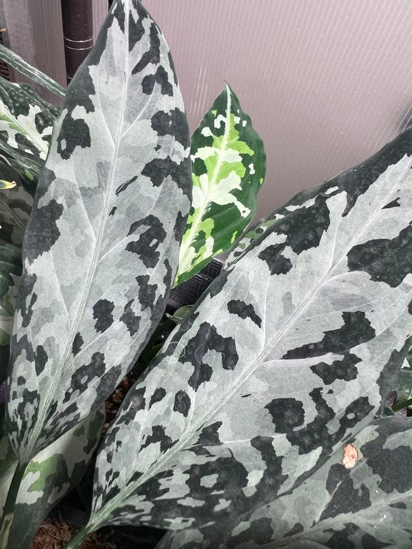 アグラオネマ白鯨おまけつき目立った傷や汚れなし