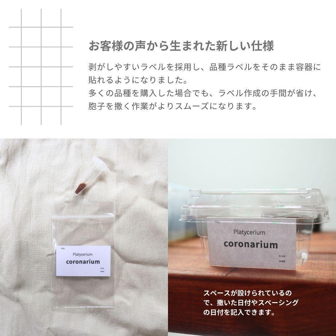 簡易ガイド付き！】ビカクシダ胞子培養 スターターセット