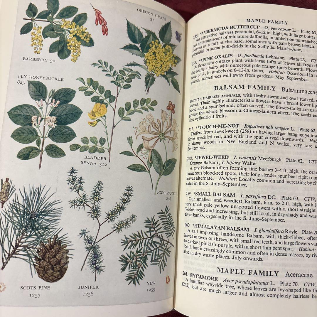 ❤️てん　フランスの植物図鑑　花図鑑　洋書　古書　ボタニカルアート 510⑧植物図鑑 花図鑑 洋書 古書 ボタニカルアート - メルカリ