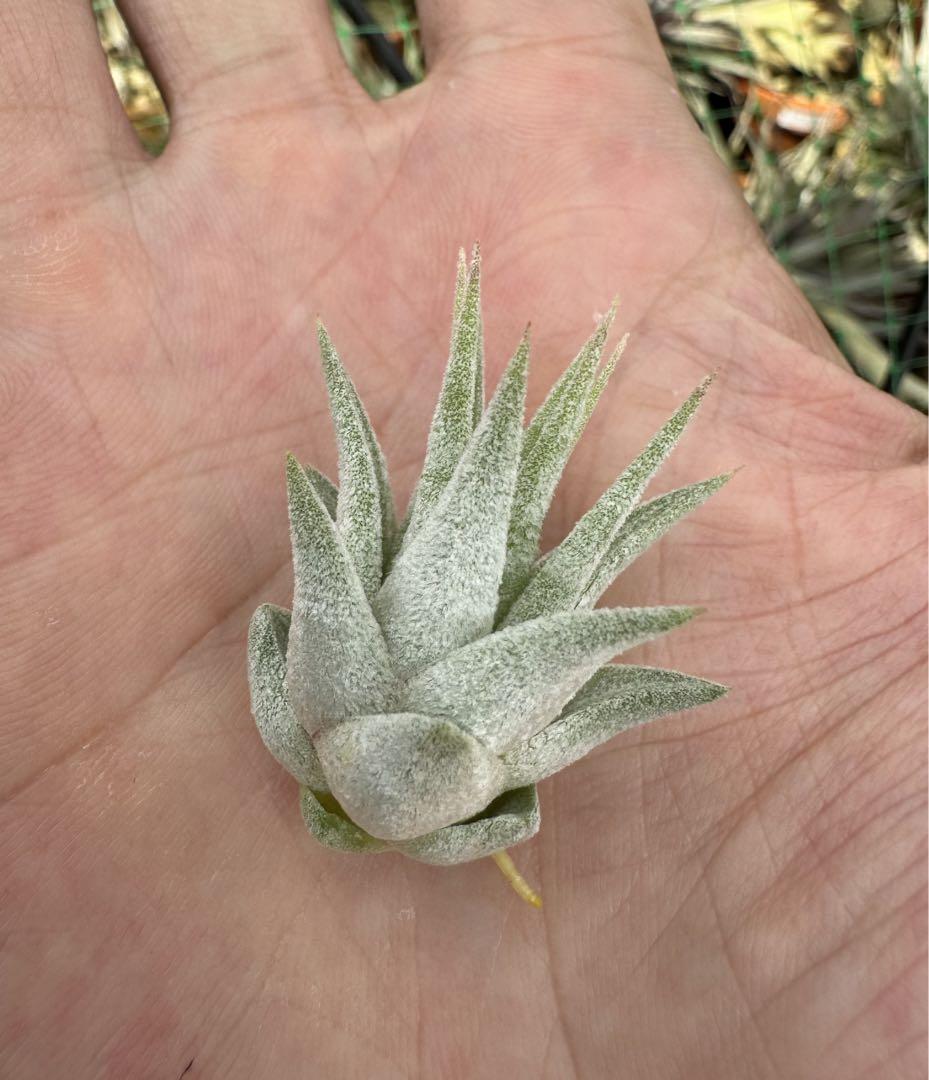 Tillandsia Hedgehog 速達発送