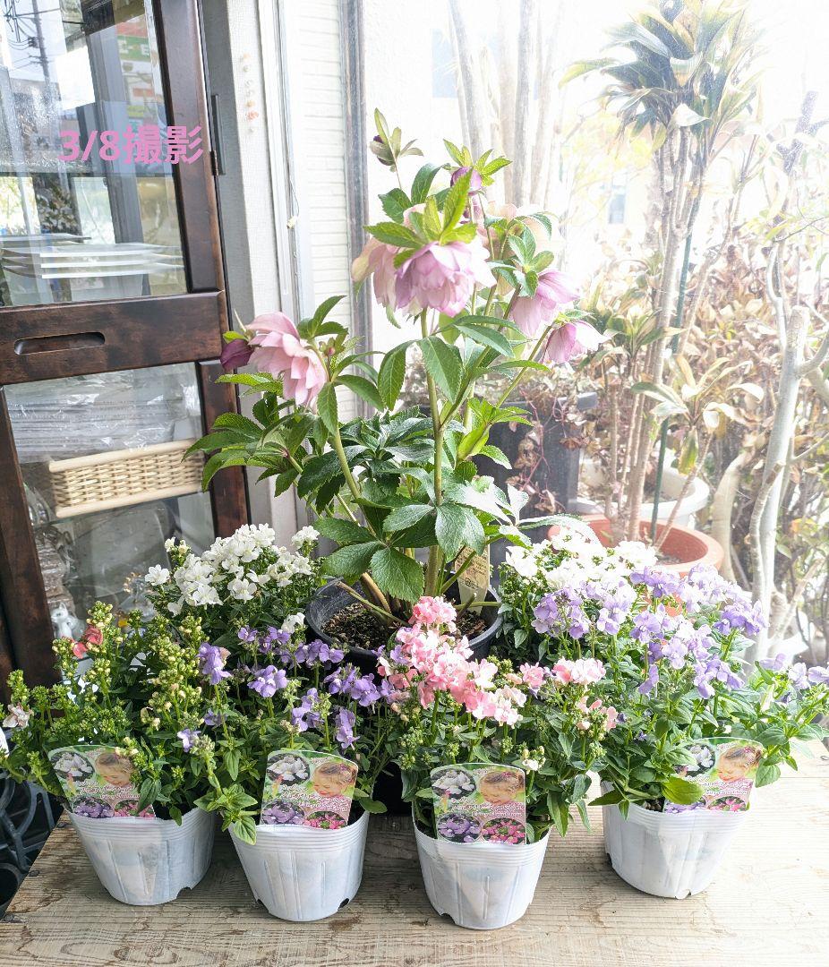 花園様