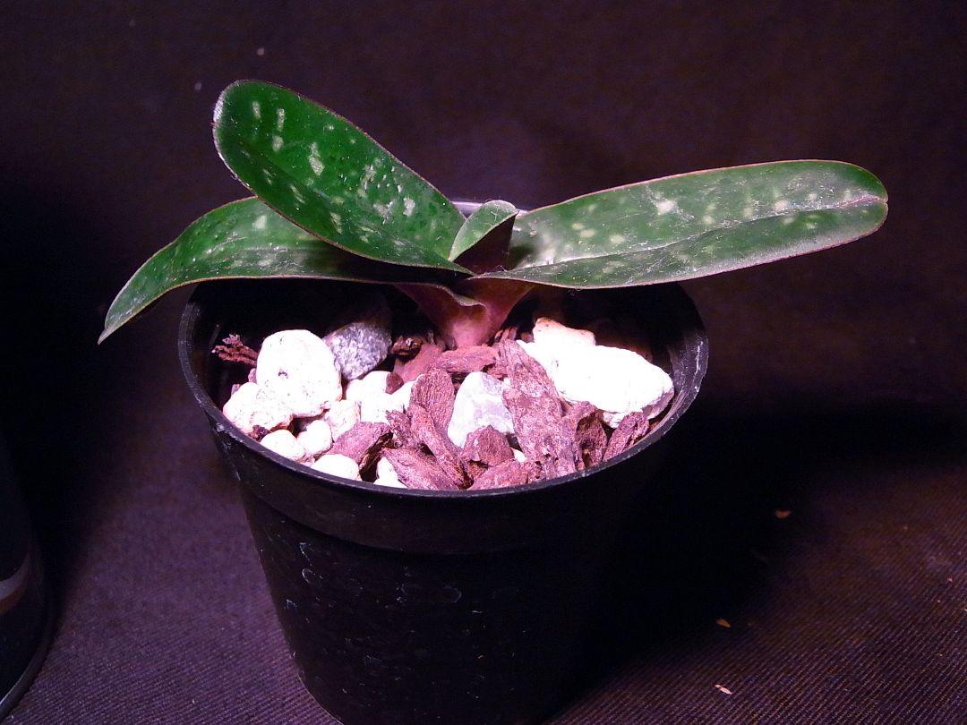 パフィオペディラム 洋らん 洋蘭 原種 Paph. thaianum 開花株
