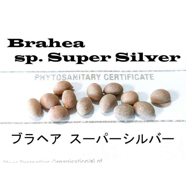 5月入荷 1000粒 ブラヘア スーパーシルバー 種 種子 証明書 アルマータ