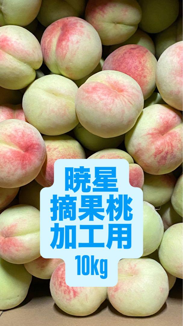 暁星 桃 摘果桃10kg