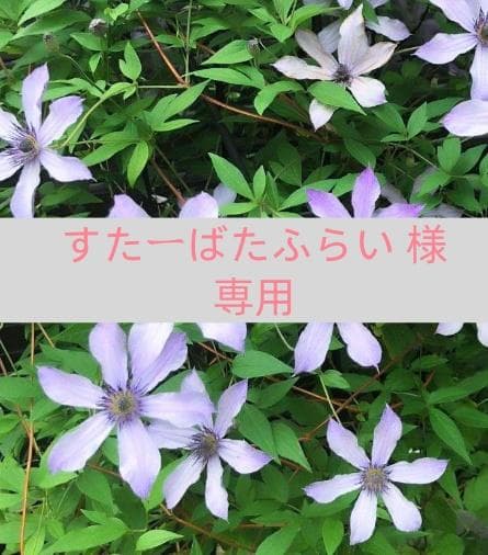 すたーばたふらい 様 専用