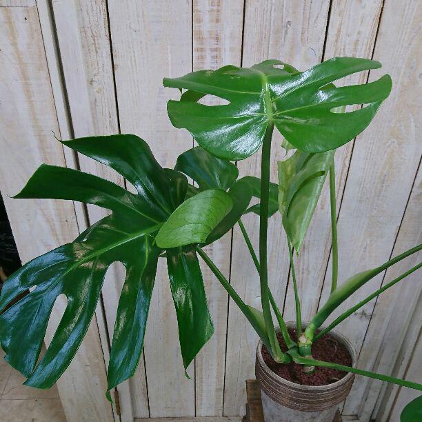 メルカリ モンステラ 7号鉢 テラコッタ付き 植物 観葉植物 9 999 999 中古や未使用のフリマ メルカリ モンステラ 7号鉢 テラコッタ付き 植物 観葉植物 9 999 999 中古や未使用のフリマ