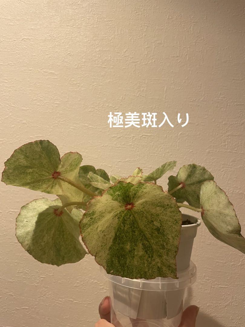 レア ベゴニア ルージュ Variegated Begonia Rouge大苗 - メルカリ