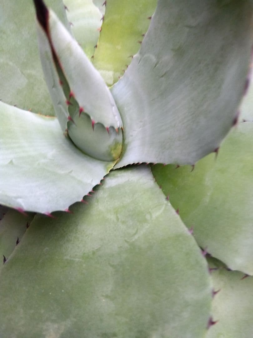 アガベ トランカータ ハンティントン 30センチ❗ アガベ パリー