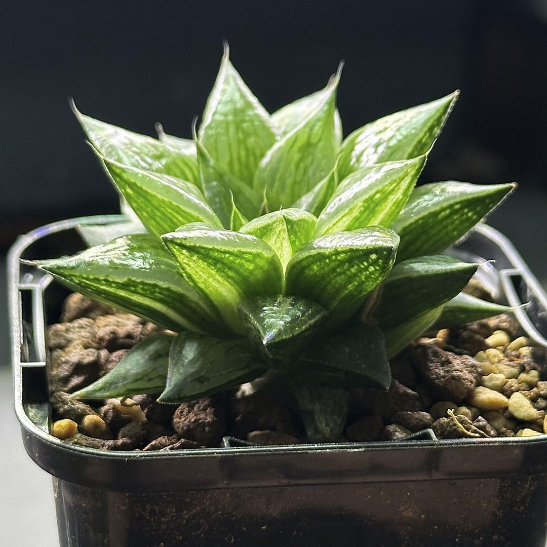 多肉植物 　旧氷砂糖 錦　抜き苗 旧氷砂糖 微斑 繁殖小苗 ハオルチア 多肉植物 - メルカリ