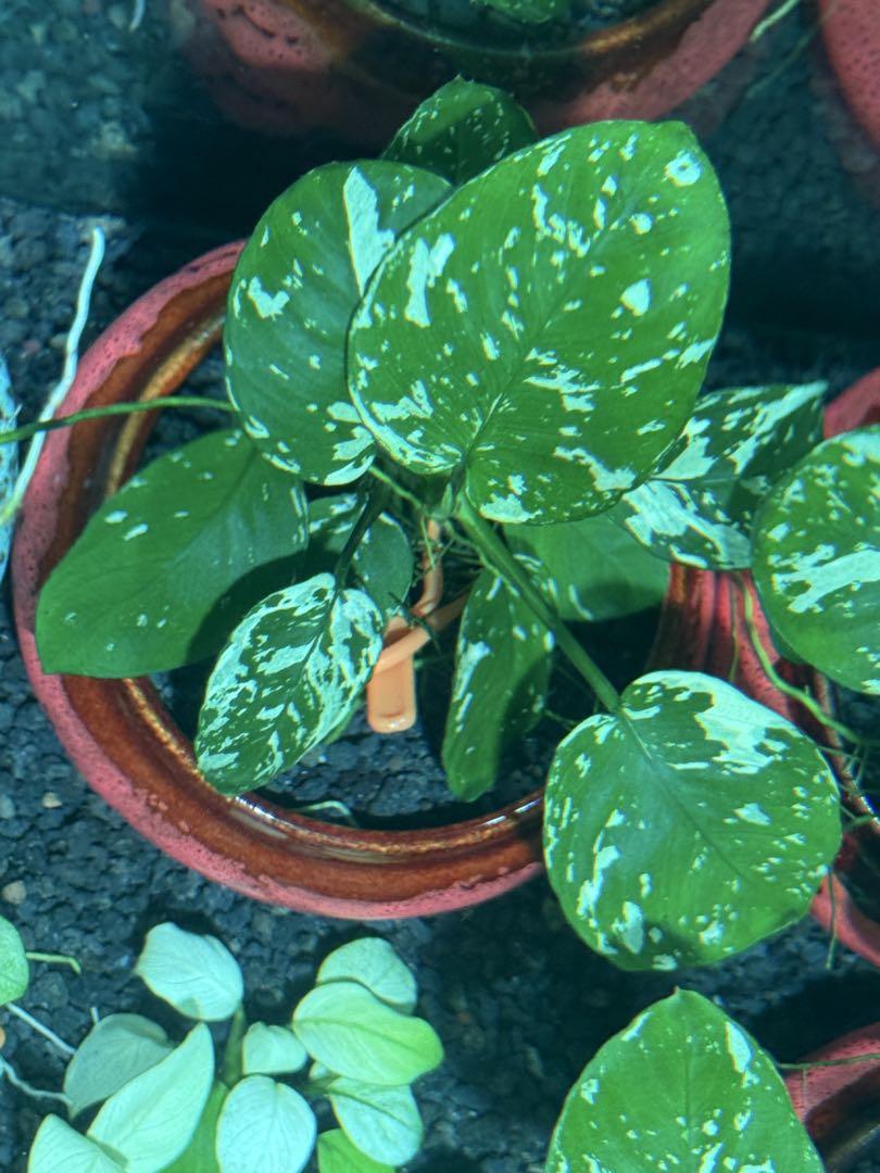 新作ウエア アヌビアスナナ 斑入りキング Anubias Variegated King - メルカリ フラワー・ガーデニング