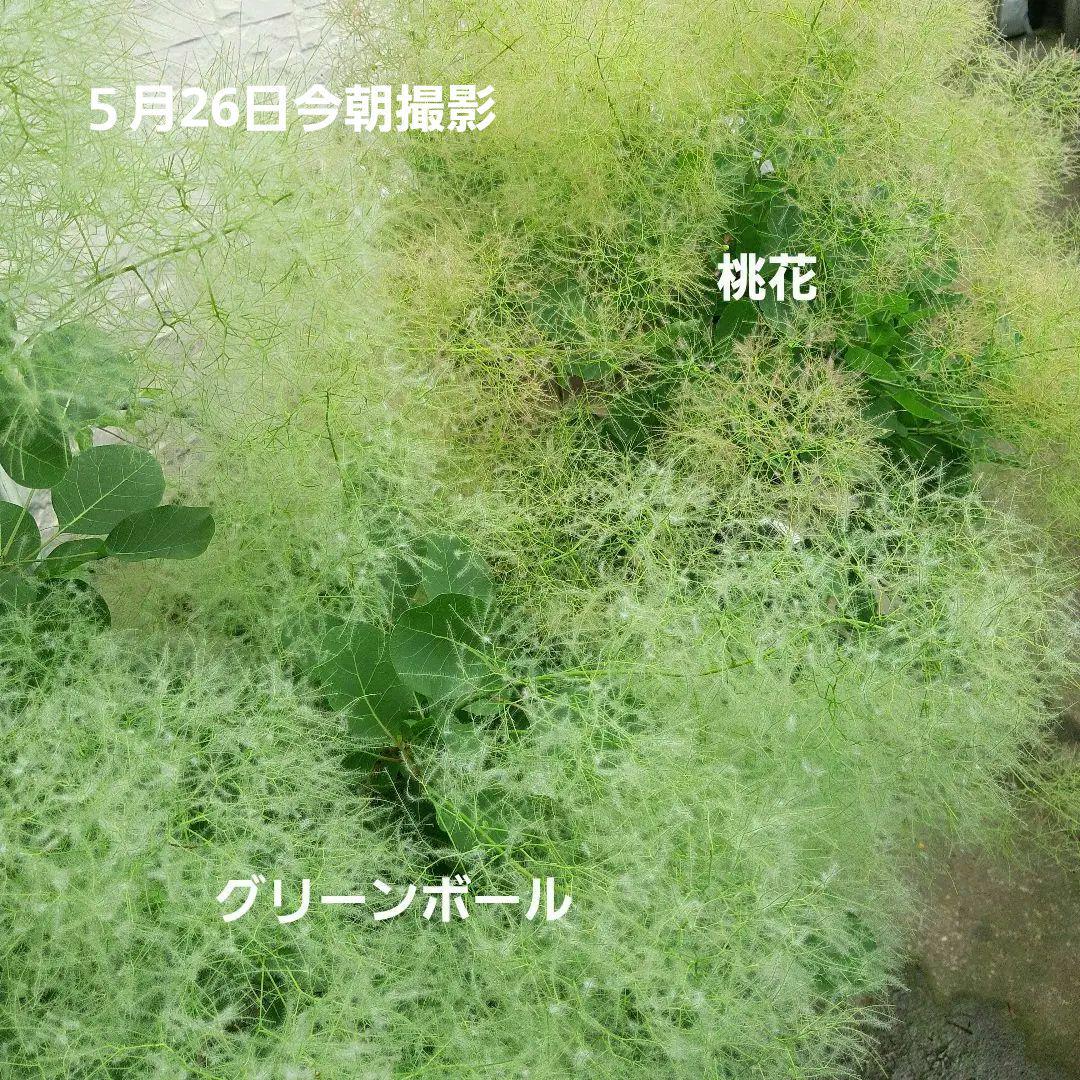nicori.nono-comichi様　　（　スモークツリーご確認用ページ　)