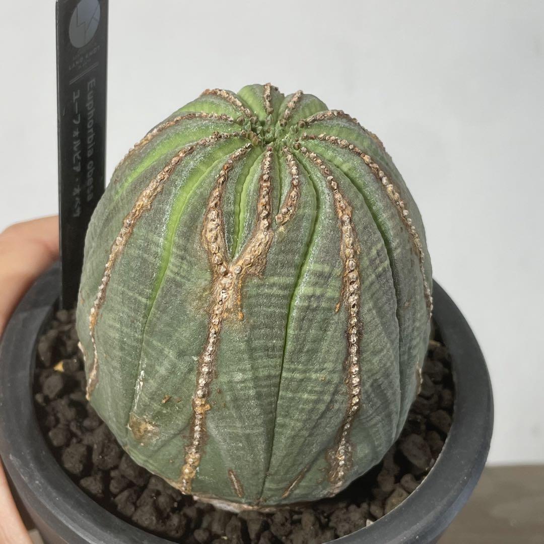 ユーフォルビア オベサ/Euphorbia obesa/OB08 》（オールド】大