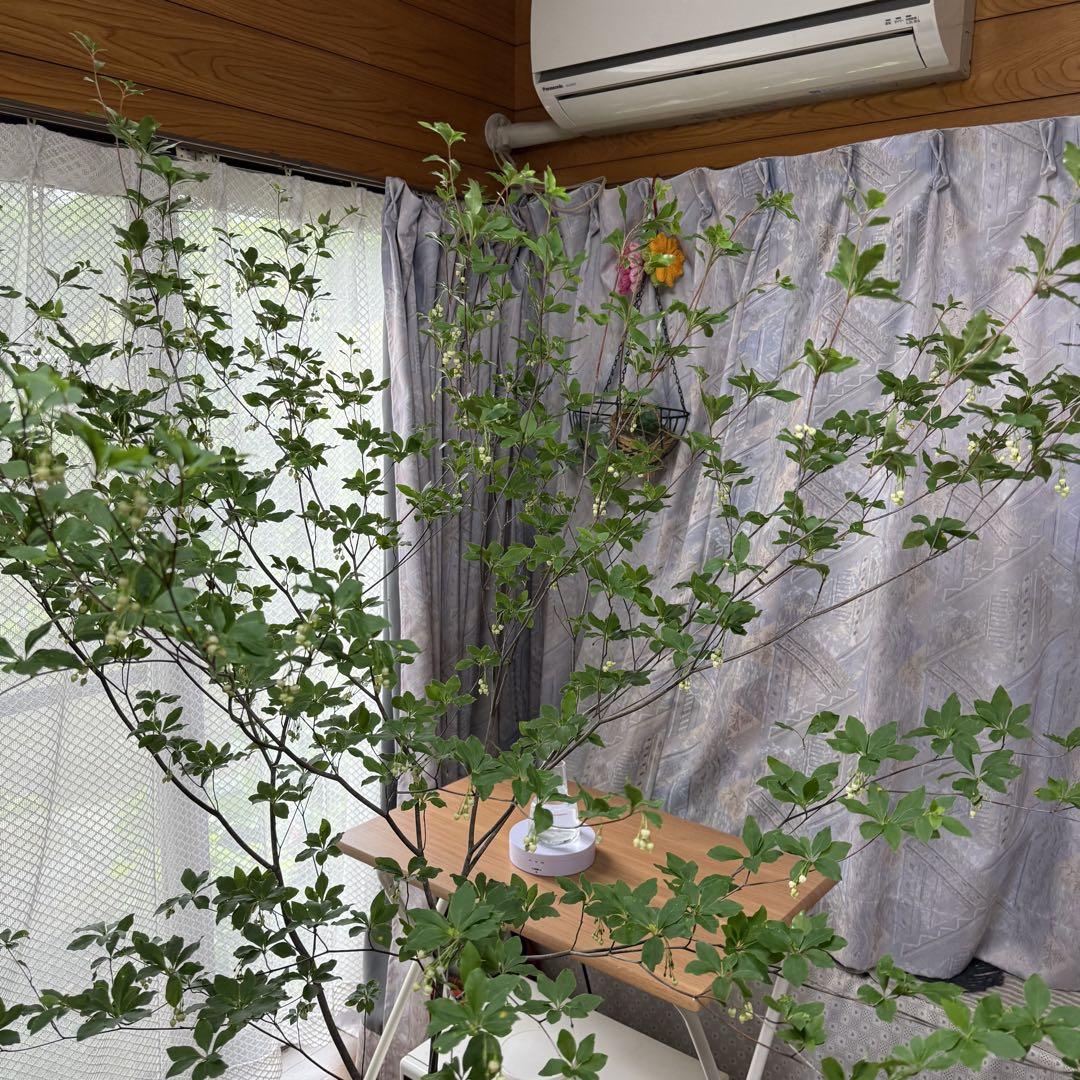 生花❣️ミヤマドウダン 160cm×1本規格‼️