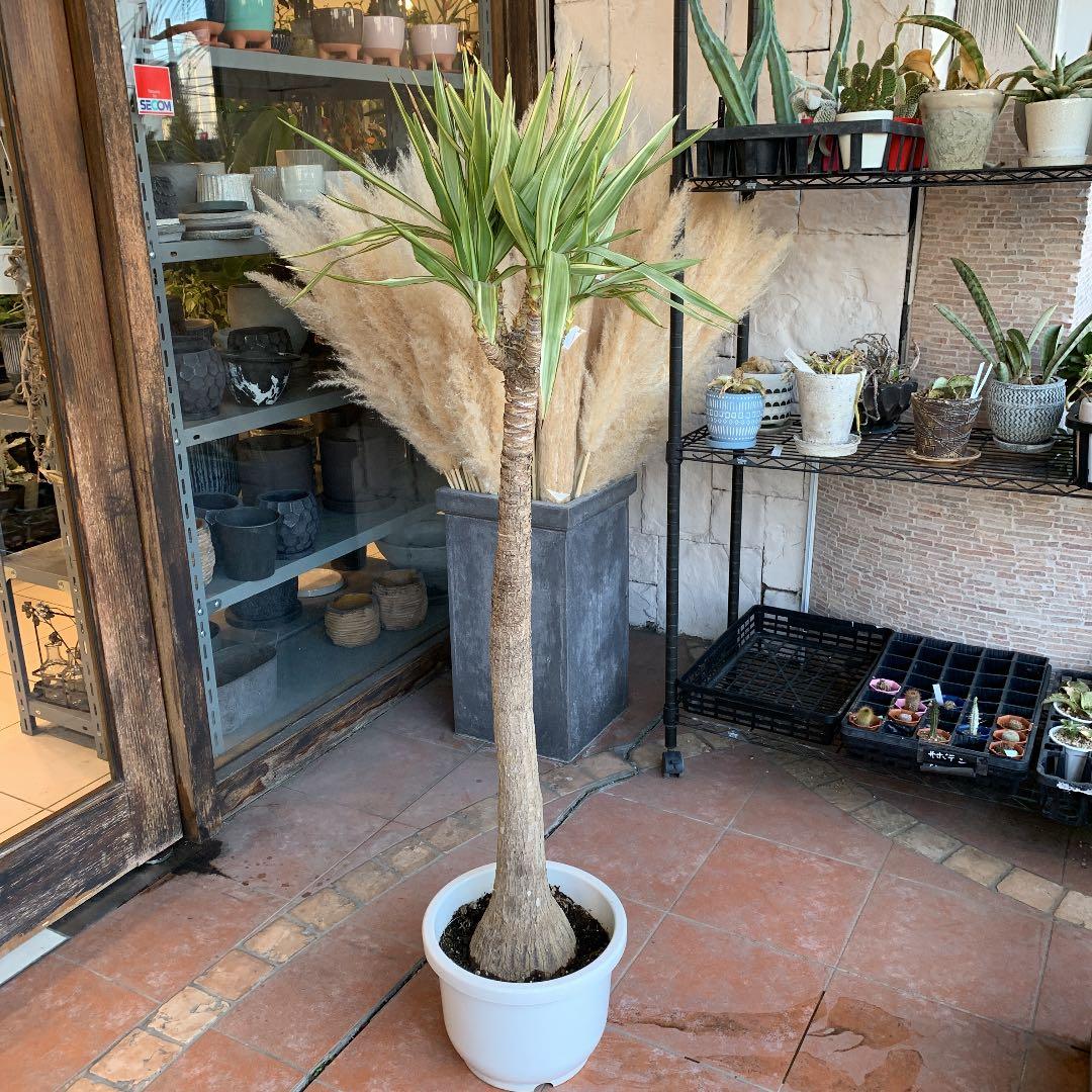 斑入り ユッカ Fumipro Com Py 斑入り ユッカ Fumipro Com Py