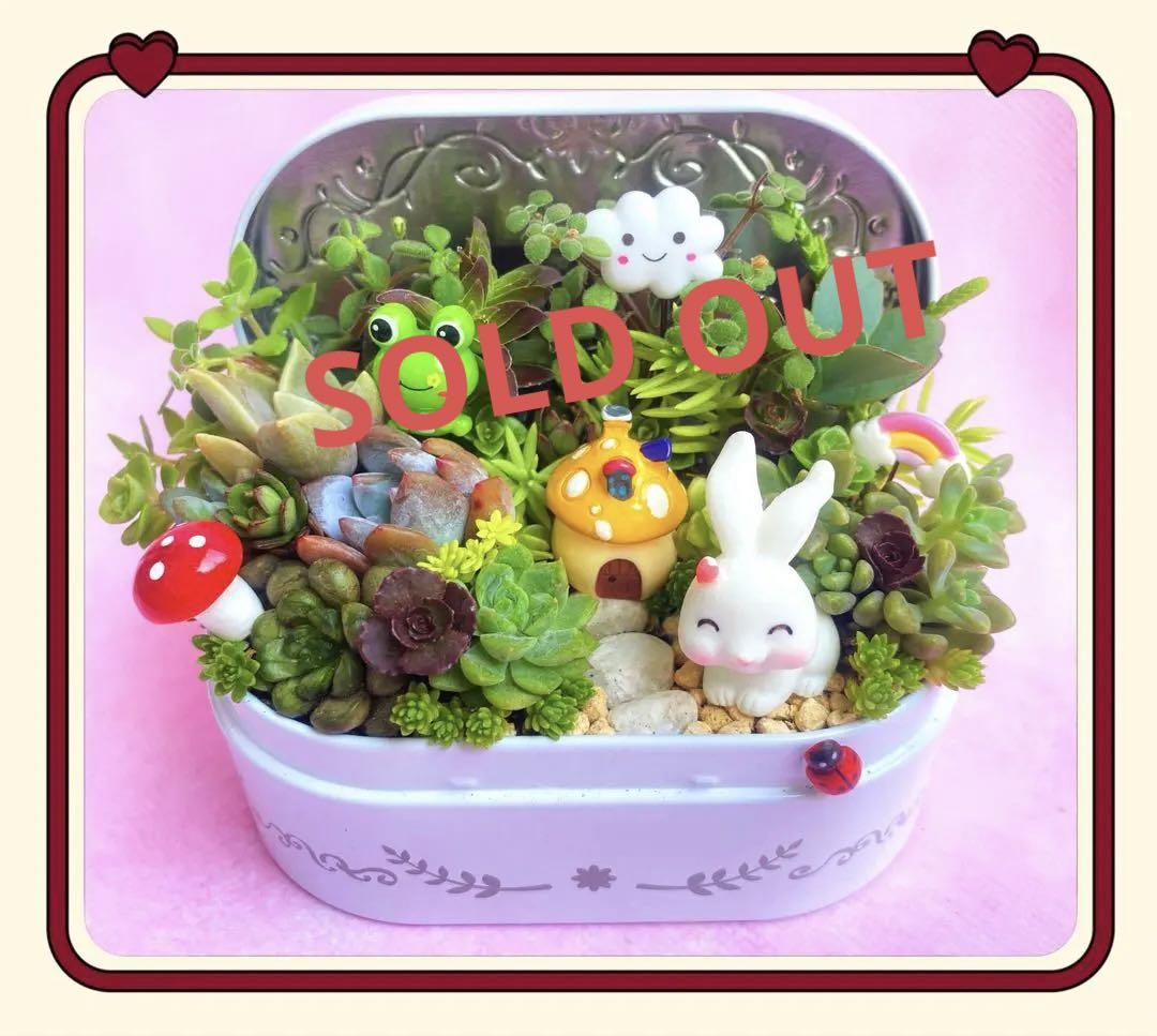 ♥専用♥多肉植物♥そのまま飾れる寄せ植え♥うさぎちゃん♥