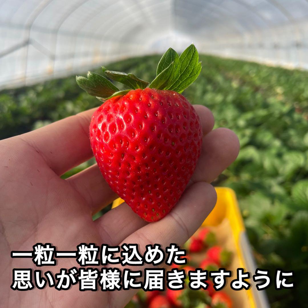 S*r様 A品　朝採れ　新鮮　いちご　とちあいか　減農薬　モリンガ　カカオ　3箱