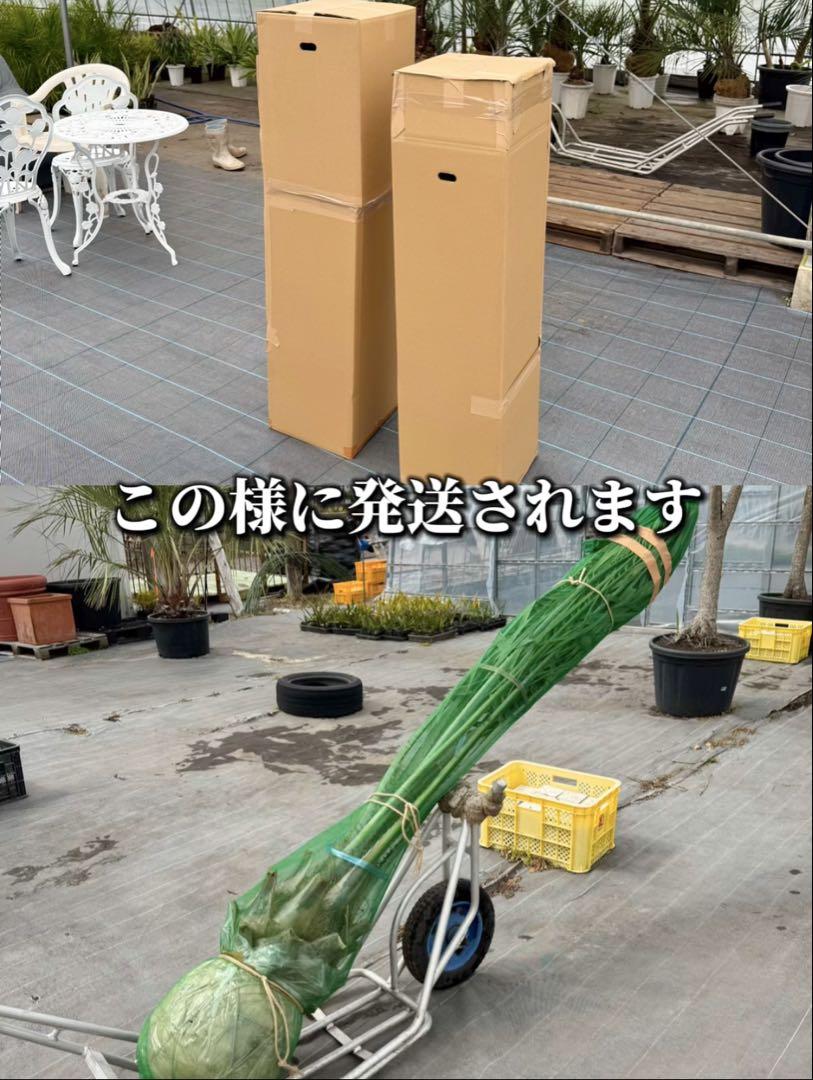 マ*ン様 ココスヤシシルバーリーフ【極太】葉先 130cm幹回り70cm