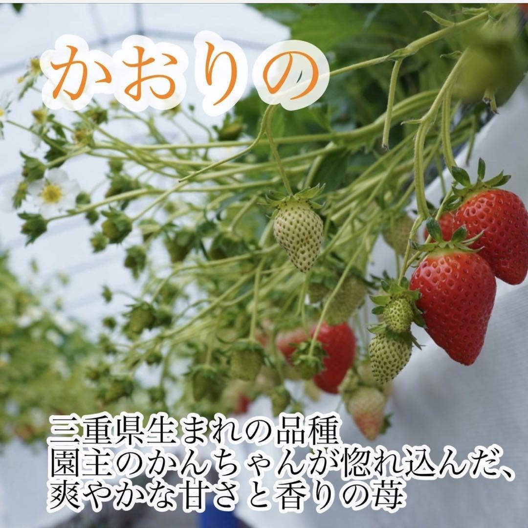 期間限定‼️超特大‼️ 新鮮朝採りいちご