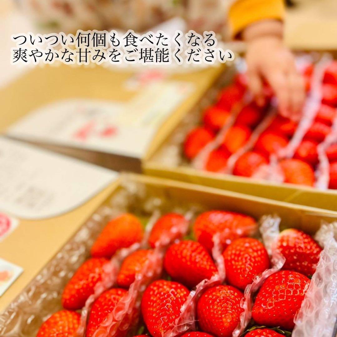 期間限定‼️超特大‼️ 新鮮朝採りいちご