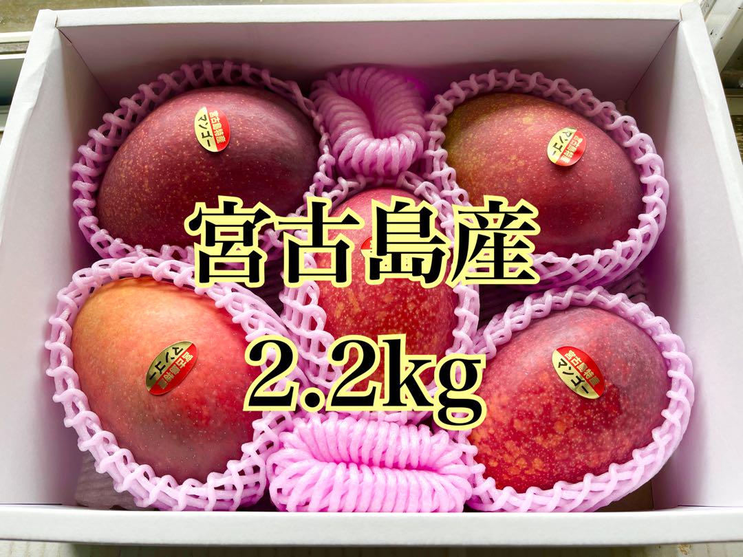 宮古島産マンゴー　2.2kg 訳あり（糖度14〜17度）