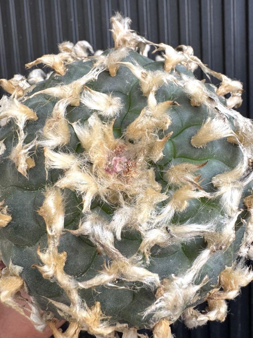 サボテン peyote Lophophora williamsii