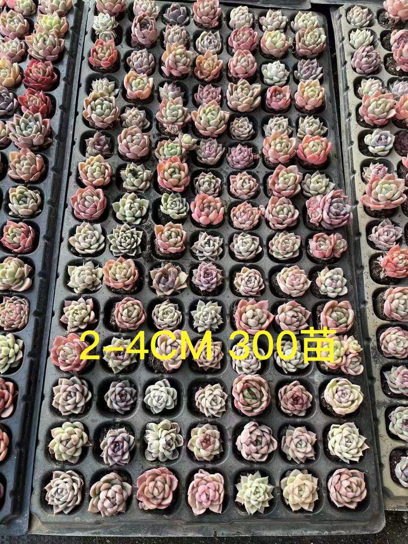 3-3即購入OK セット 300苗 多肉植物 エケベリア 超美苗