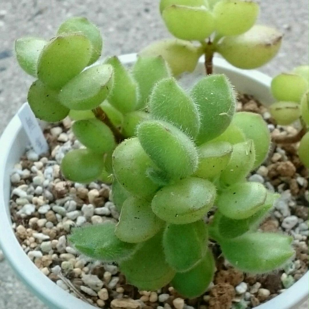 お求めやすく価格改定 多肉植物 熊童子 抜き苗 植物