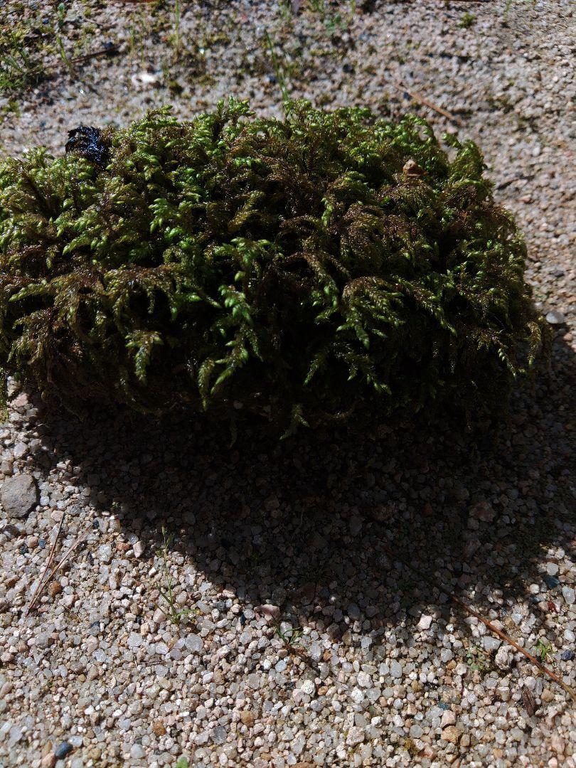 天然山苔 石に着生 植物 | thecanarynews.com