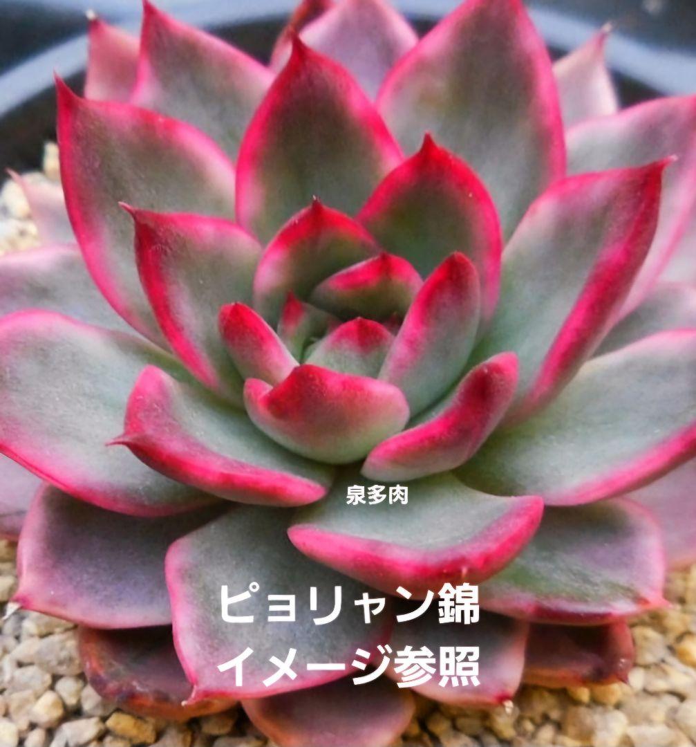 【史上最も激安】 輸入苗 多肉植物 抜き苗 ピョリャン錦 28 韓国苗 メルカリ - その他多肉植物