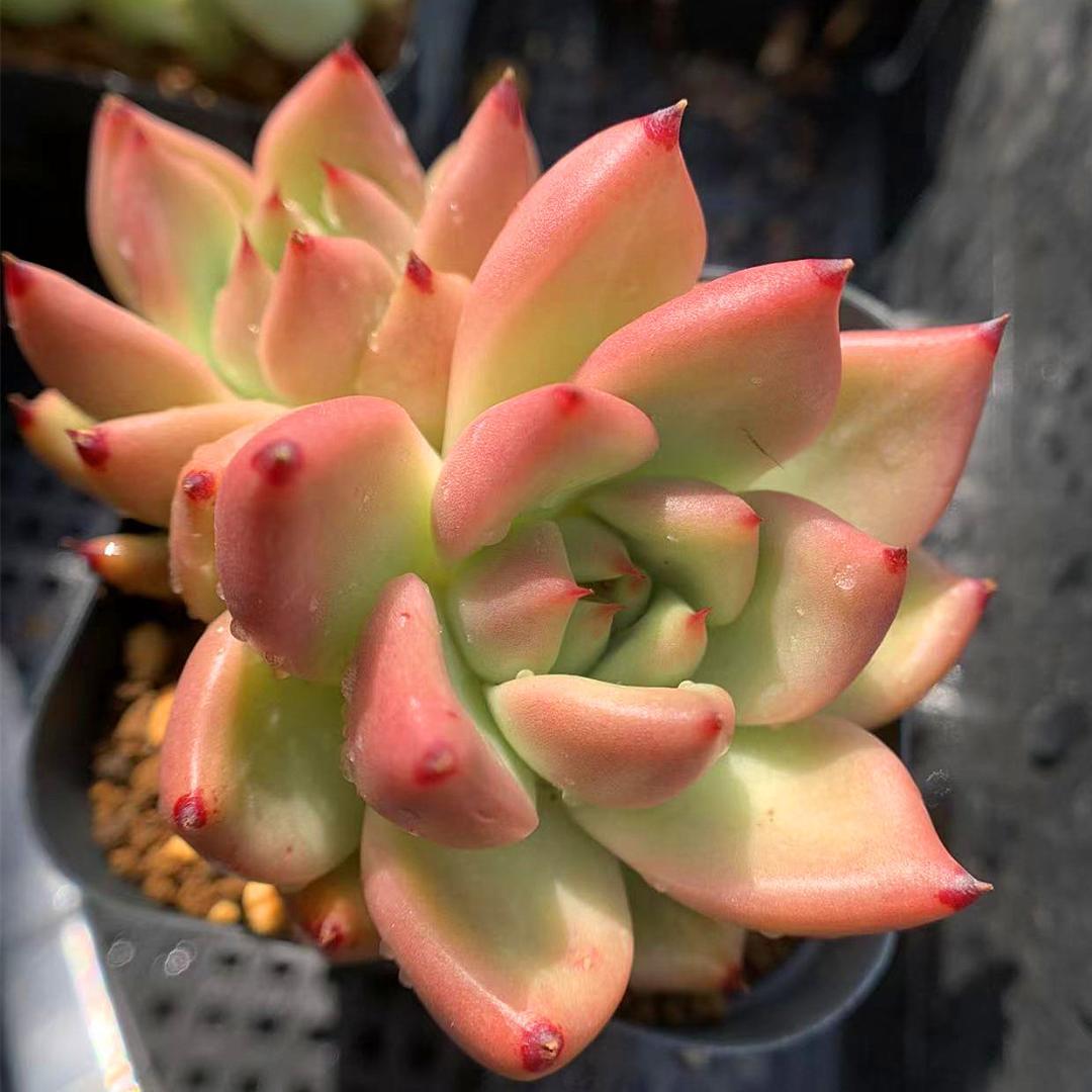 SOLD エケベリア セイロン 2頭 抜き苗 多肉植物 - www.ramenjun.de SOLD エケベリア セイロン 2頭 抜き苗 多肉植物 - www.ramenjun.de