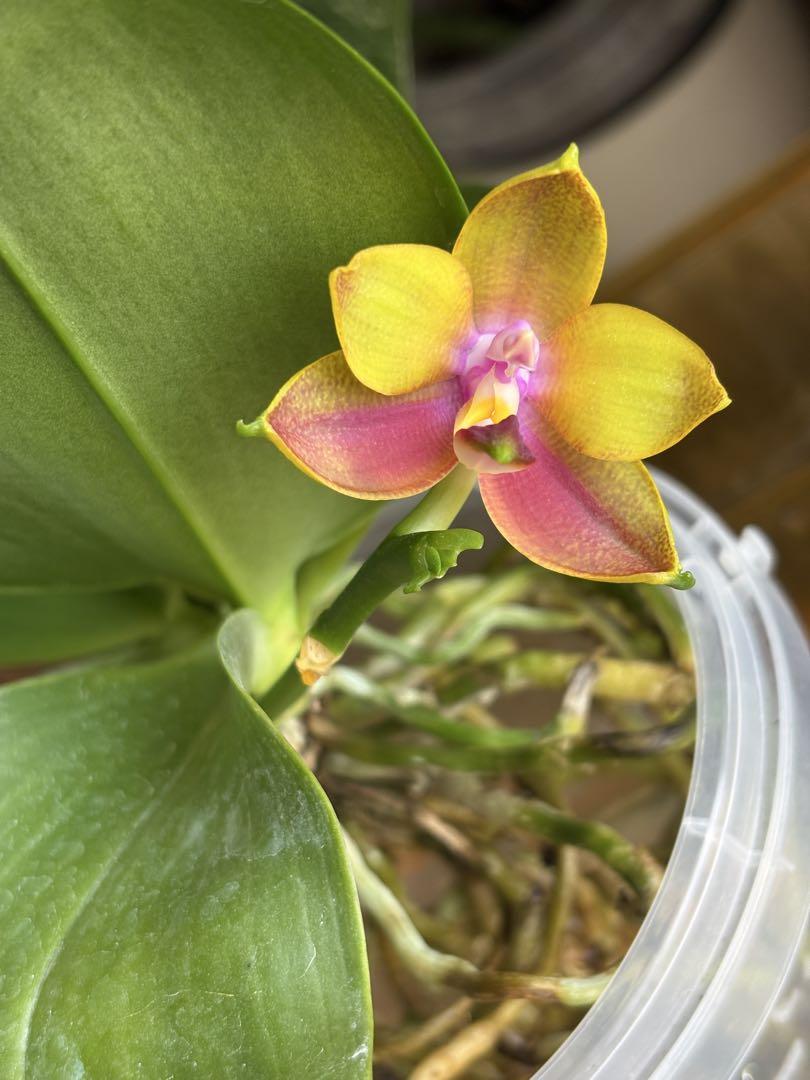 【美花】原種交配種 開花株 脇株付き 洋蘭　洋ラン