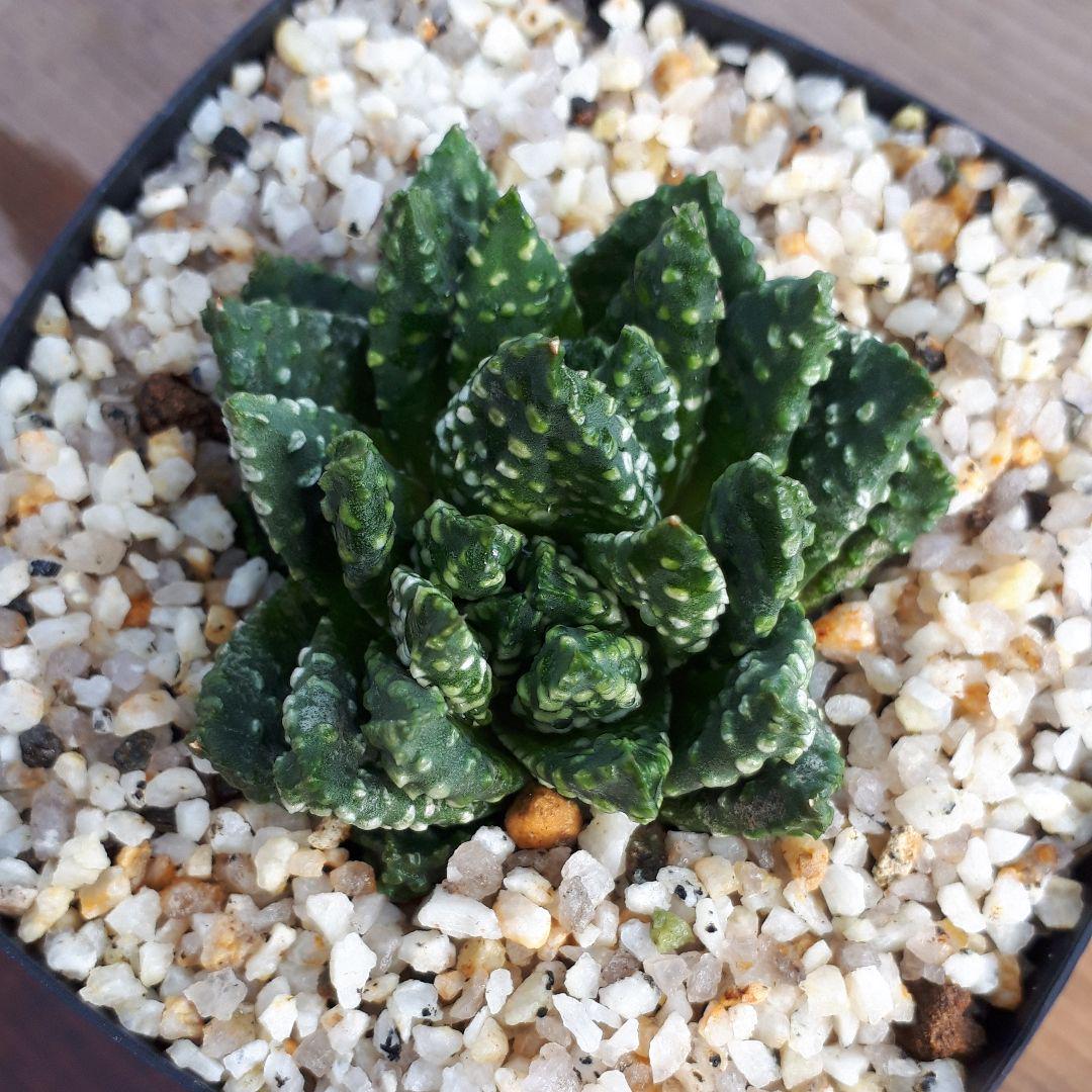 ハオルチア ミニドーナツ ③ 多肉植物