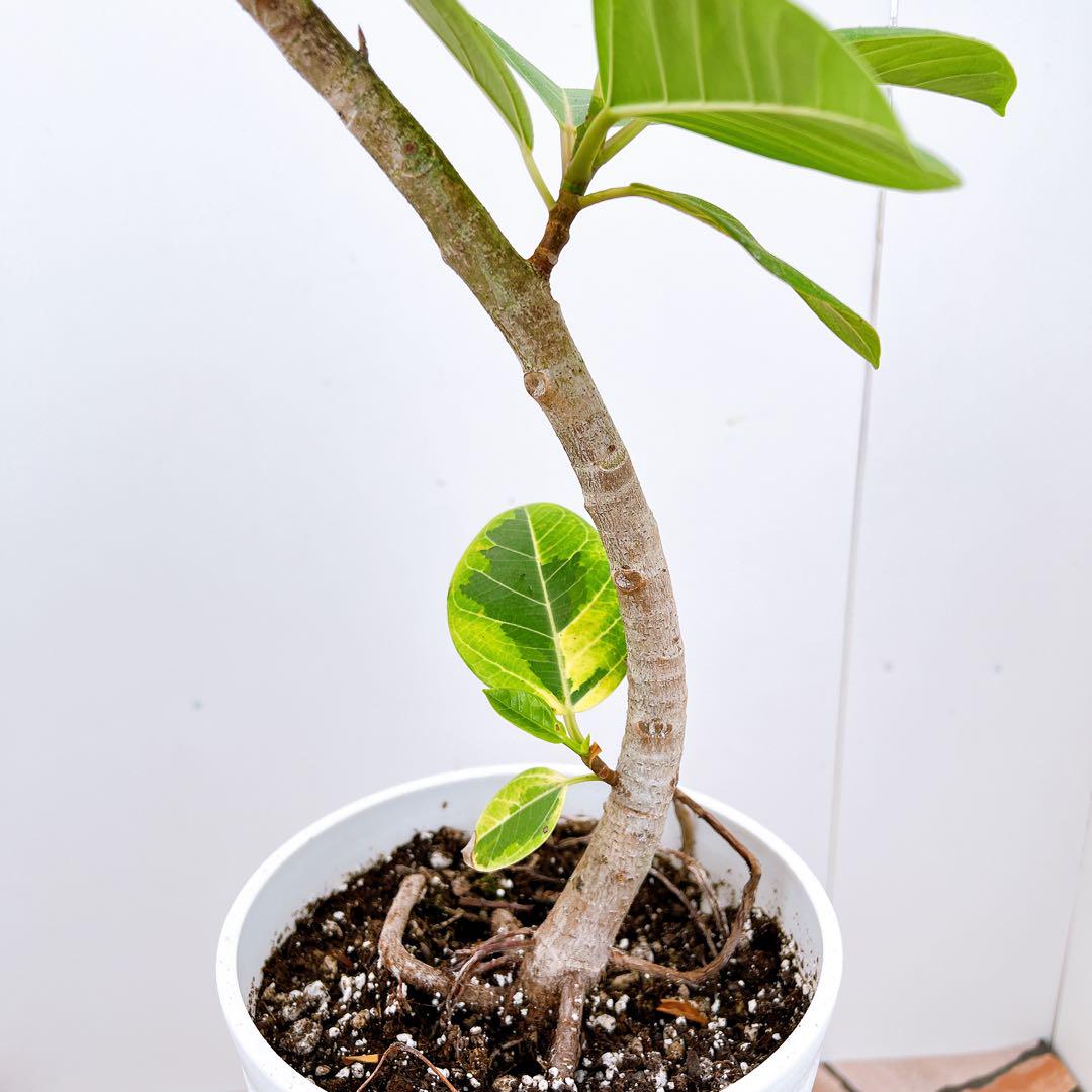 現品　フィカス　ゴムの木　アルテシマ　曲がり　5番　インテリアグリーン　観葉植物