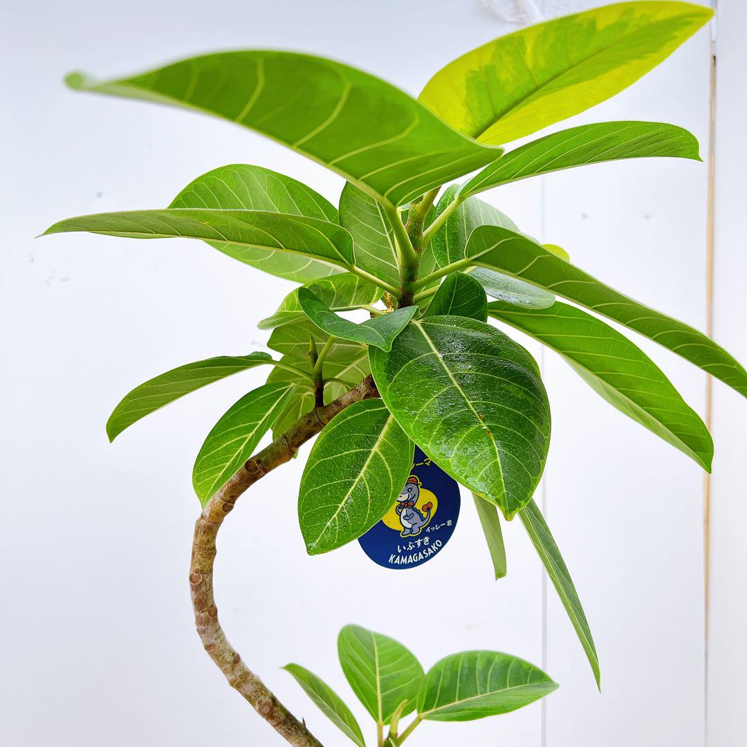現品　フィカス　ゴムの木　アルテシマ　曲がり　5番　インテリアグリーン　観葉植物
