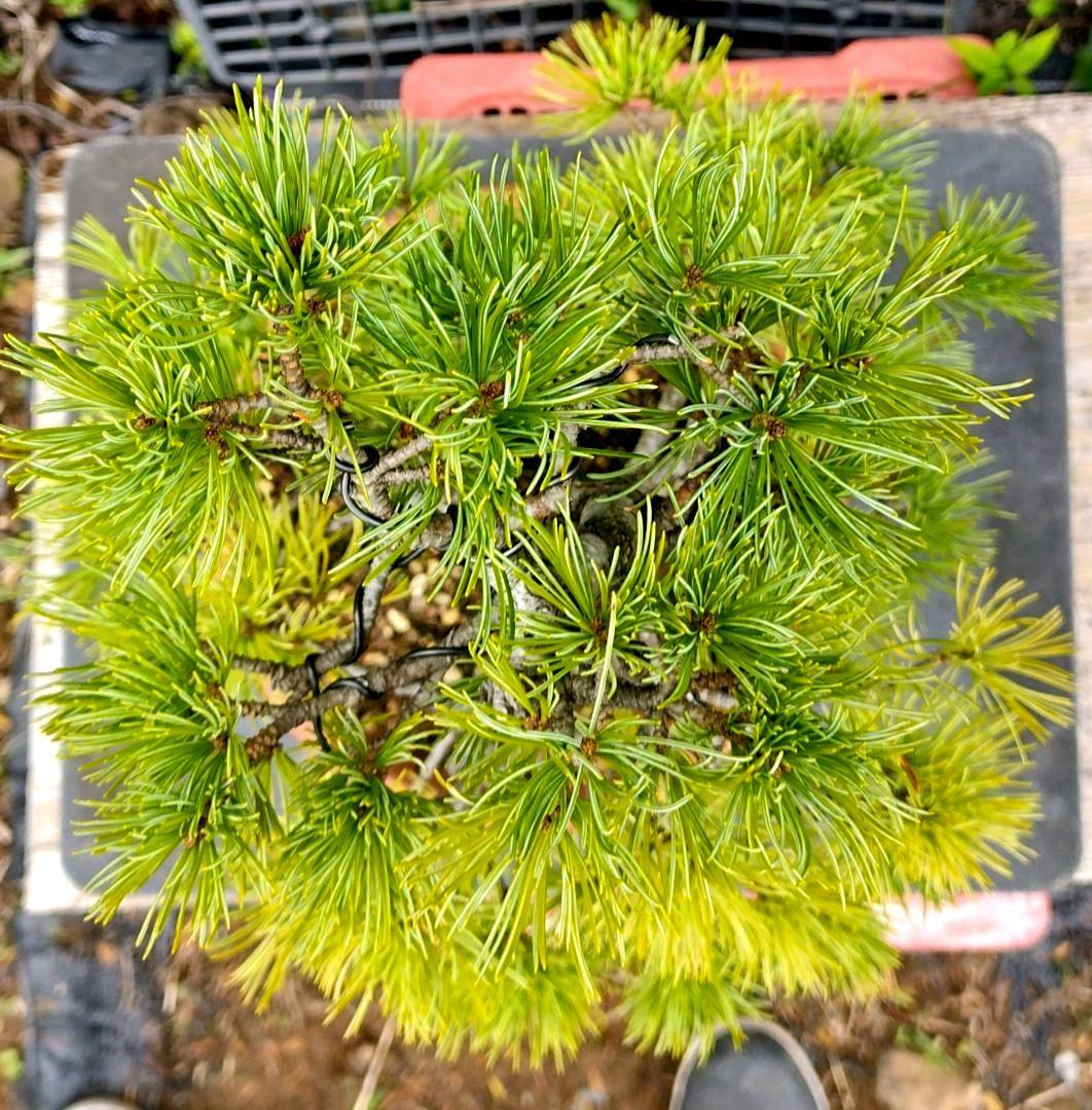 大品那須五葉松盆栽