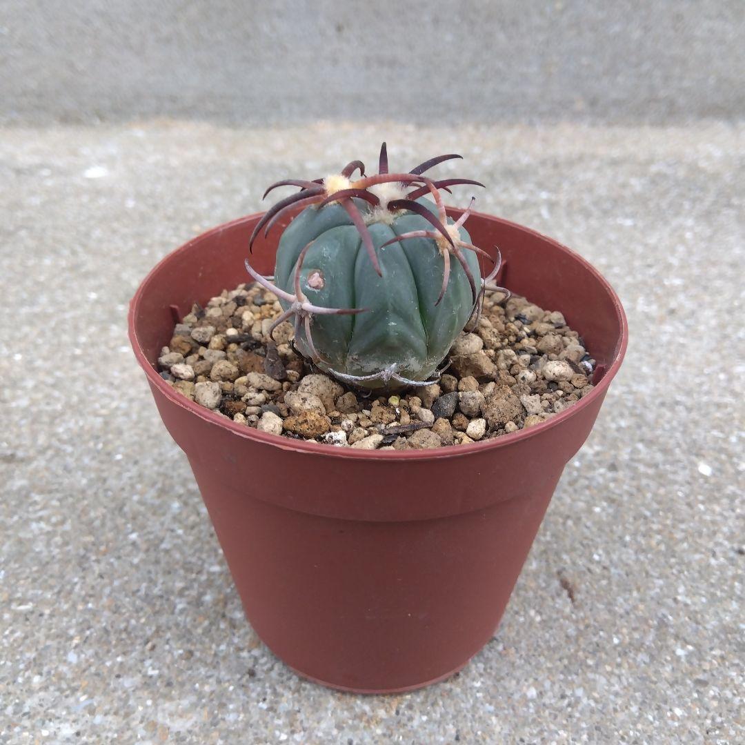 メルカリ便発送☆サボテン エキノカクタス属 花王丸×黒刺雷帝