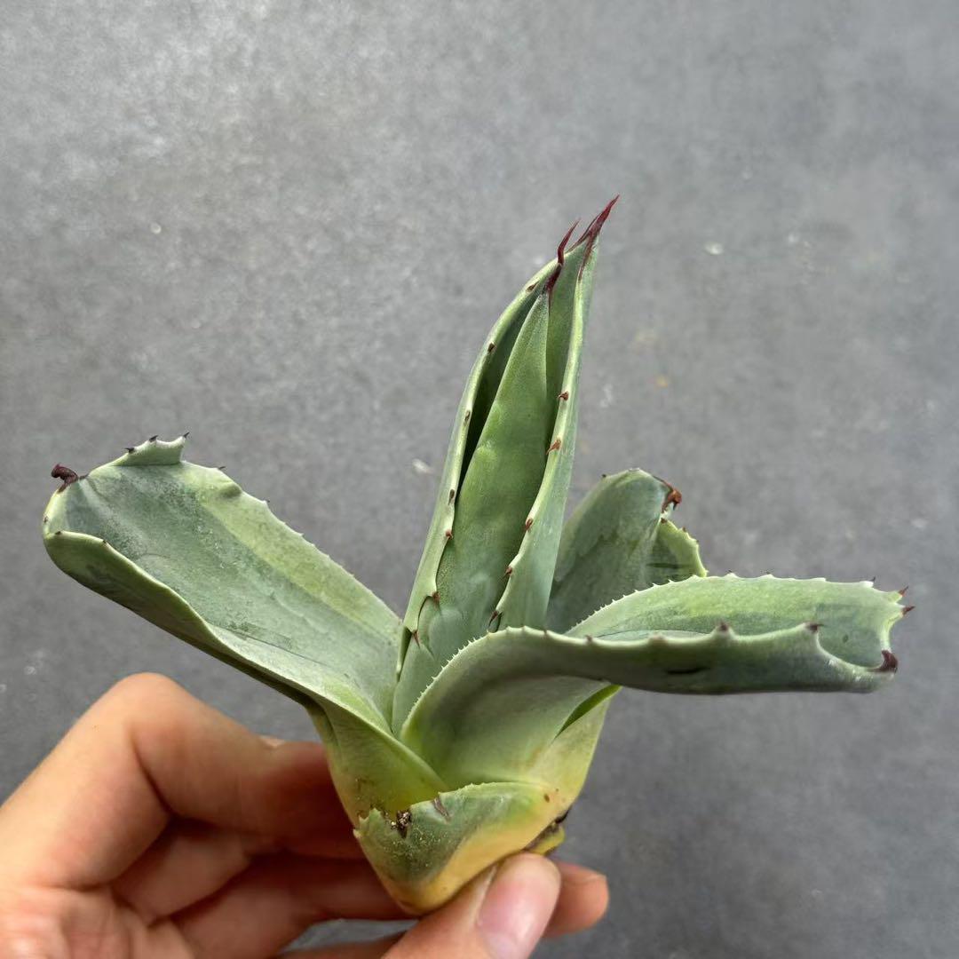 t*i様 多肉植物・アガベ・チタノタ・【特選】オルカ天芽・斑入り コレクション株 多肉植物・アガベ・チタノタ・【特選】オルカ天芽・斑入り